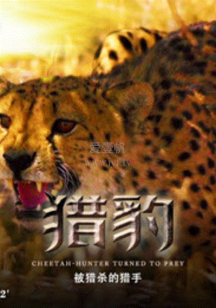 猎豹·被捕杀的猎手